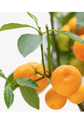 XXXL-Orangenbaum in Terrakotta