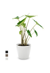 Alocasia Zebrina S in Lechuza Classico