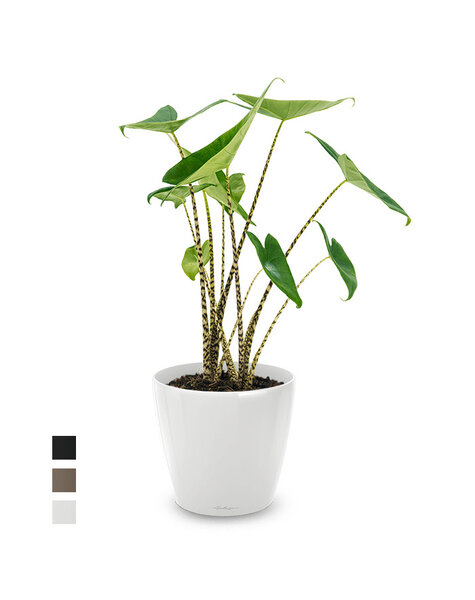 Lechuza Lechuza | Alocasia