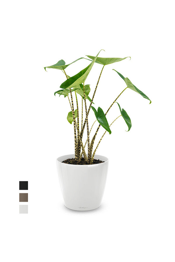 Alocasia Zebrina S in Lechuza Classico