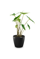 Alocasia Zebrina S in Lechuza Classico