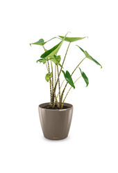 Alocasia Zebrina S in Lechuza Classico