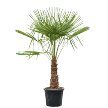 Trachycarpus