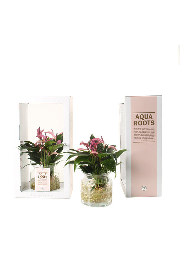 Aqua Roots Zizou Anthurium