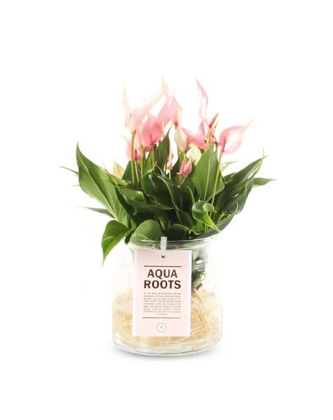 Anthurium