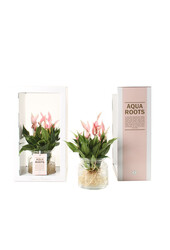 Aqua Roots Lilli Anthurium