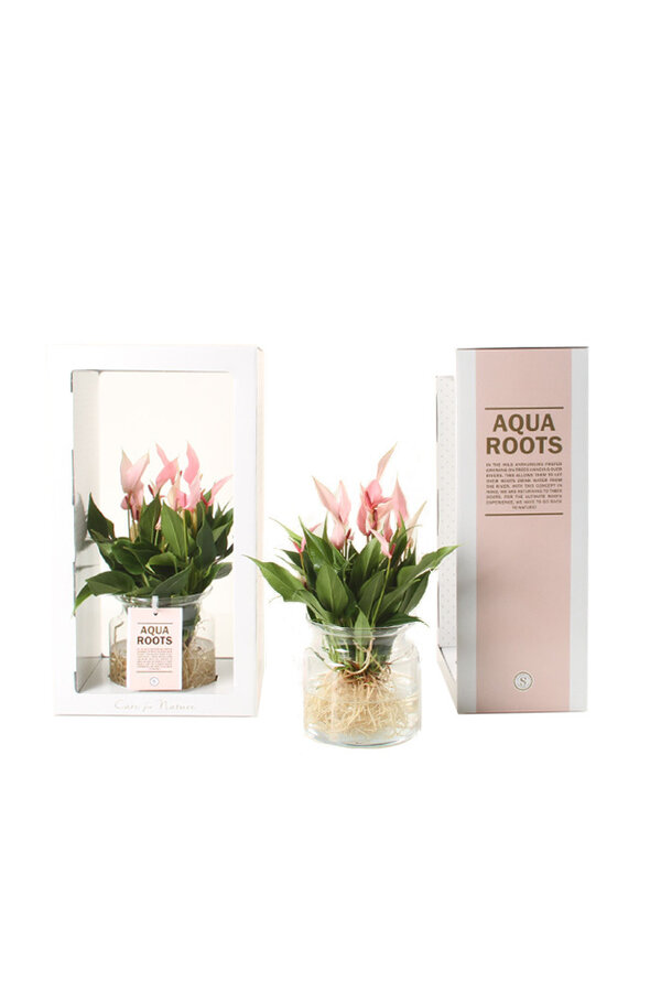 Aqua Roots Lilli Anthurium