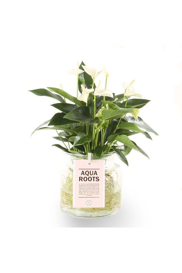 Aqua Roots Weißes Anthurium