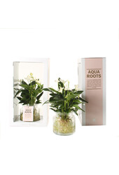 Aqua Roots Weißes Anthurium