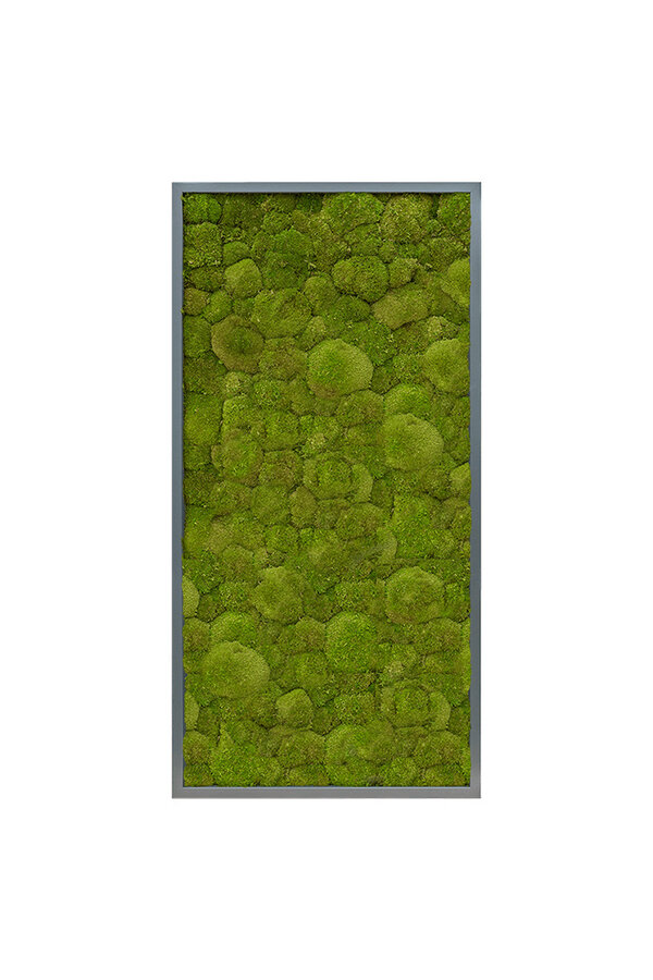 Pflanzenbild Dunkler grauer Rahmen XXL