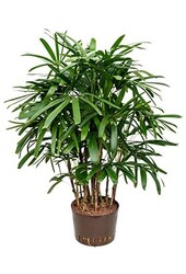 Hydroplant Rhapis excelsa