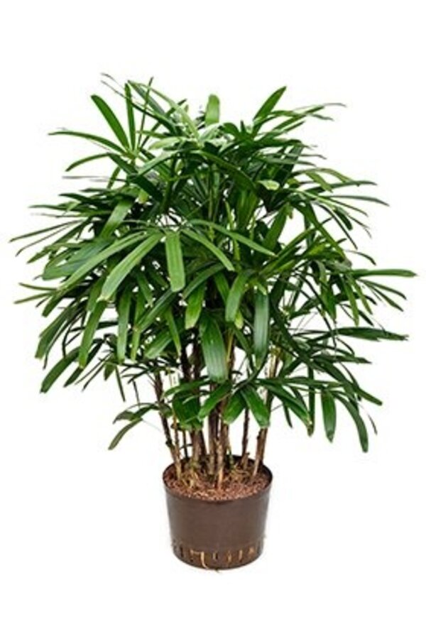 Hydroplant Rhapis excelsa
