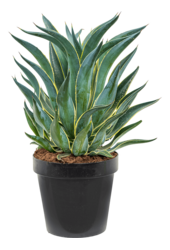 Agave Desmentiana