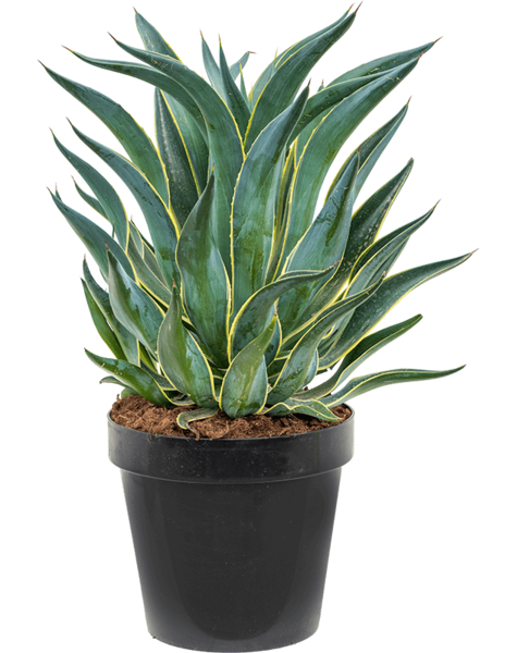 Agave