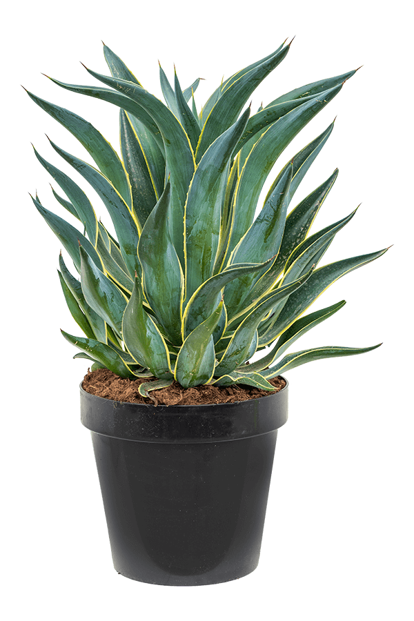 Agave Desmentiana