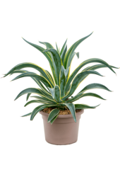 Agave Desmentiana
