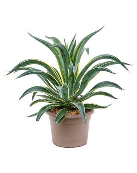 Agave