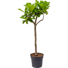 Ficus Lyrata