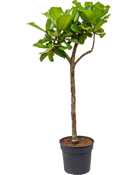 Ficus Lyrata