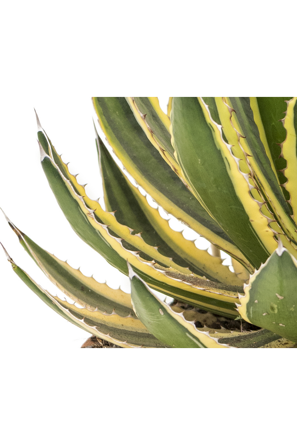 Agave Lopantha
