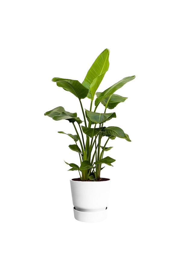 Elho Greenville M Pflanzenpaket