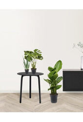 Pflanzenpaket für helle Standorte