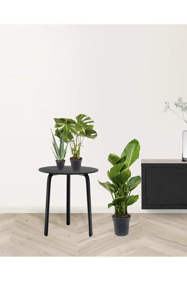 Pflanzenpaket für helle Standorte