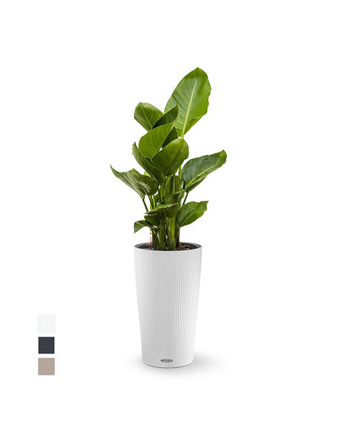 Lechuza Lechuza | Strelitzia
