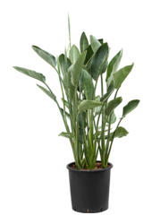 Strelitzia Reginae