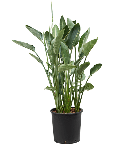Strelitzia