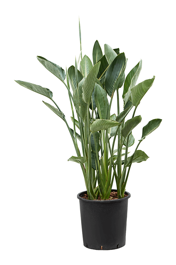 Strelitzia Reginae