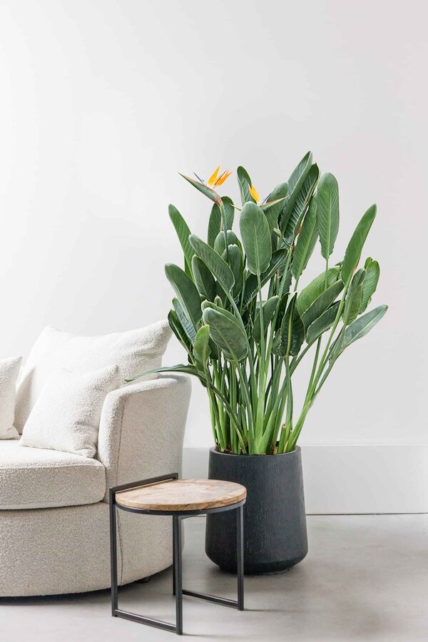 Strelitzia Reginae
