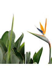 Strelitzia Reginae