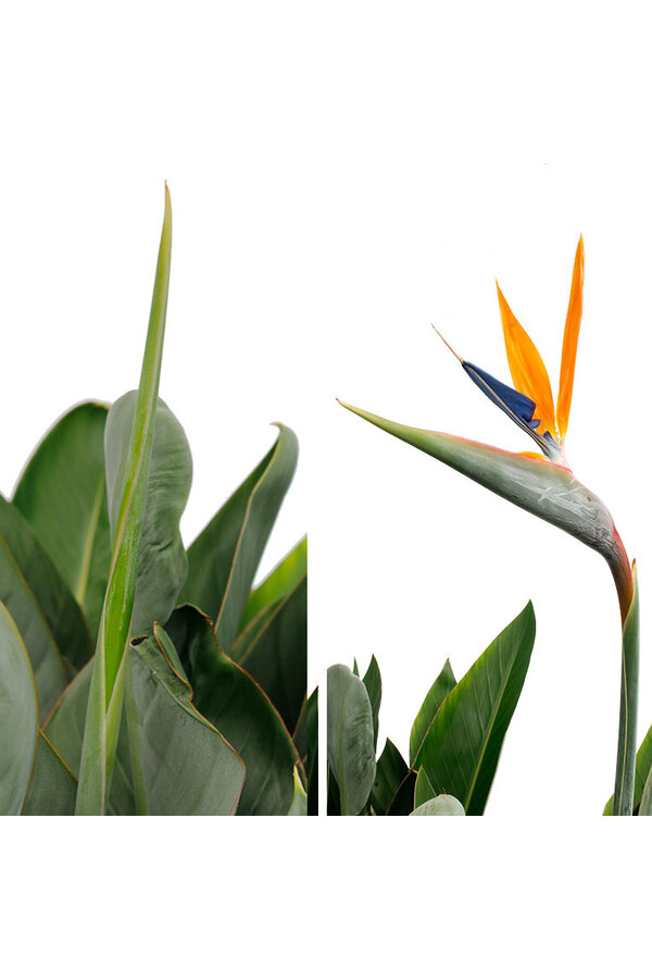 Strelitzia Reginae