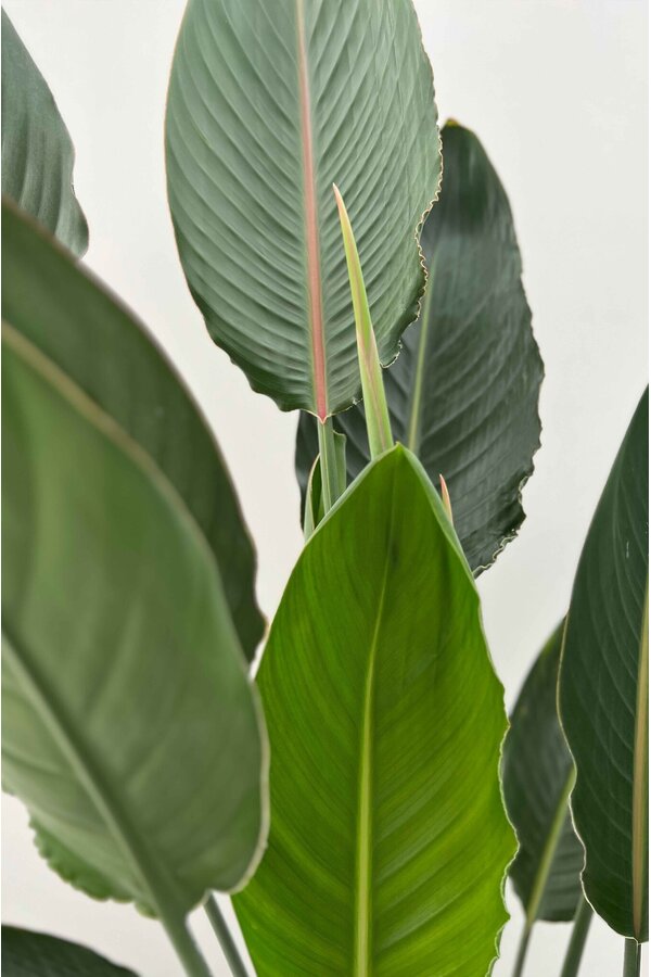 Strelitzia Reginae
