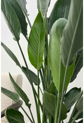 Strelitzia Reginae