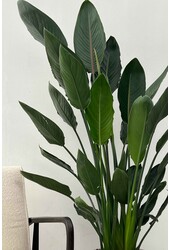 Strelitzia Reginae