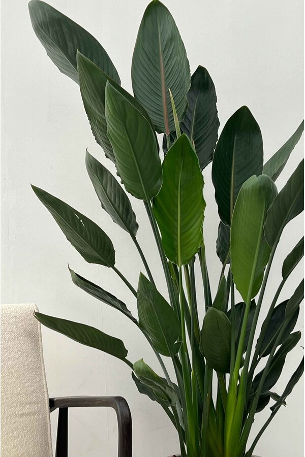 Strelitzia Reginae