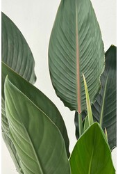 Strelitzia Reginae