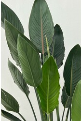 Strelitzia Reginae
