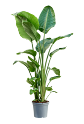 Strelitzia Nicolai XL-Zopf