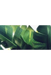 Strelitzia Nicolai XL-Zopf