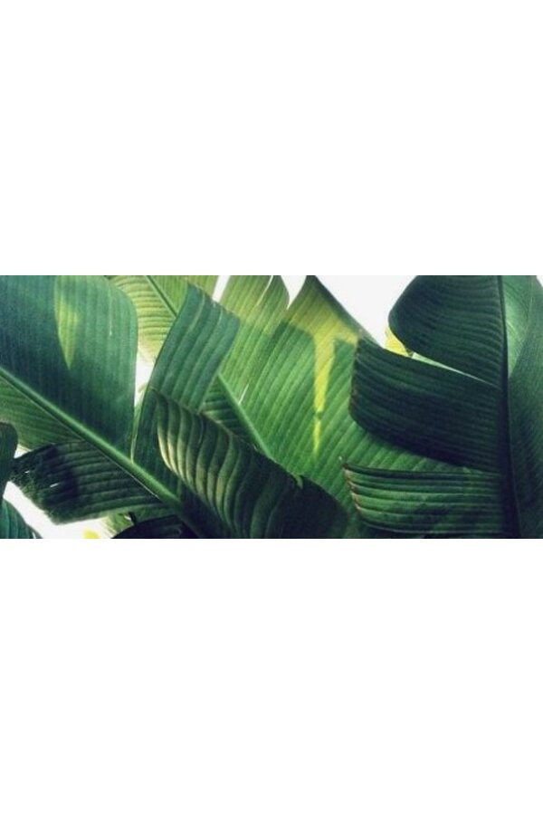 Strelitzia Nicolai XL-Zopf