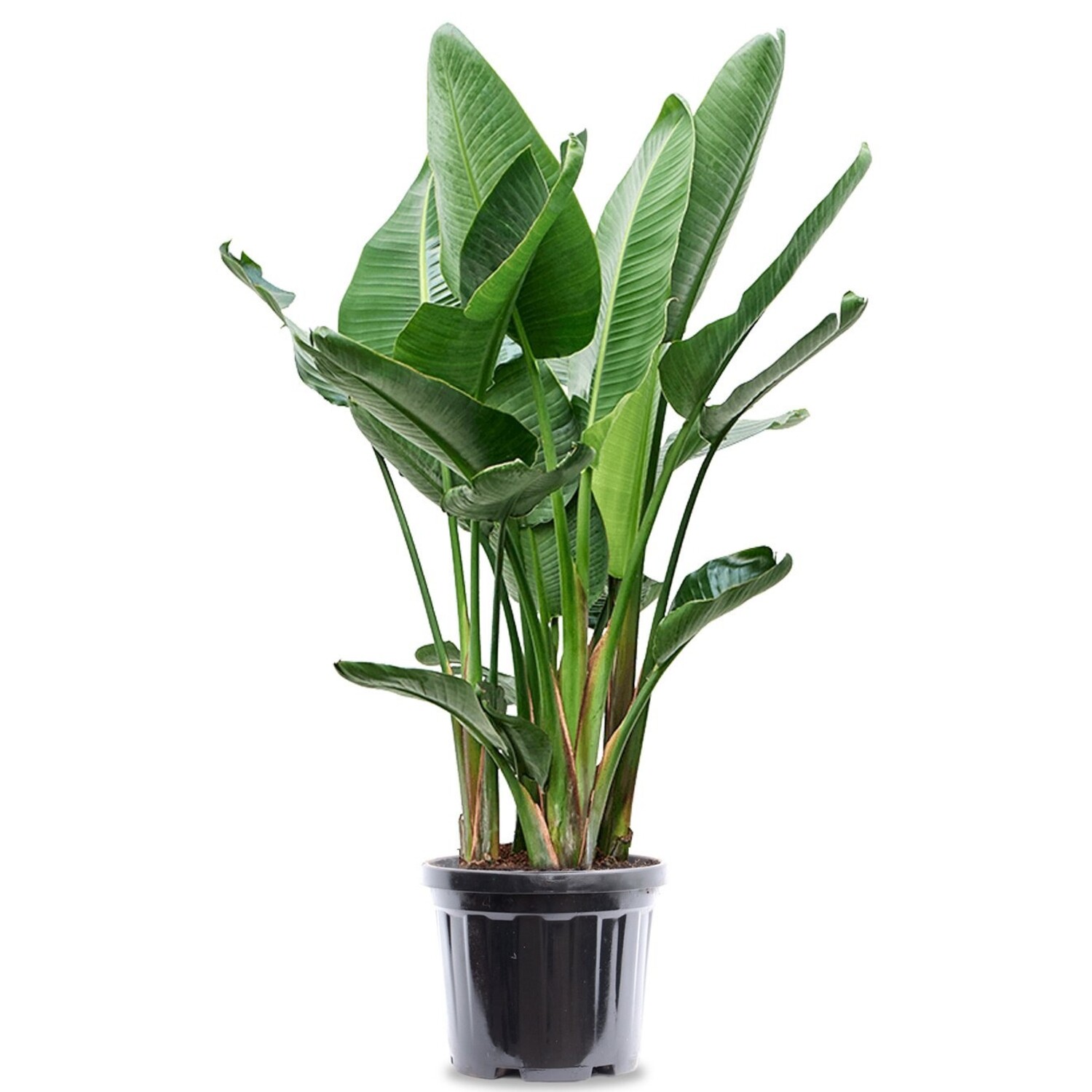 Mchten Sie Ihre Strelitzia Nicolai XXL erwerben? - www.fleurdirect.com
