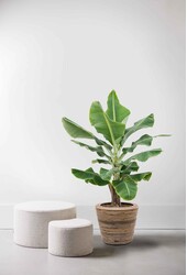 Bananenpflanze Musa Tropicana im Rattan-Topf