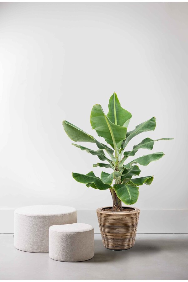 Bananenpflanze Musa Tropicana im Rattan-Topf