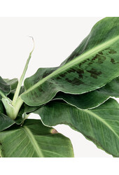 Bananenpflanze Musa Tropicana im Rattan-Topf
