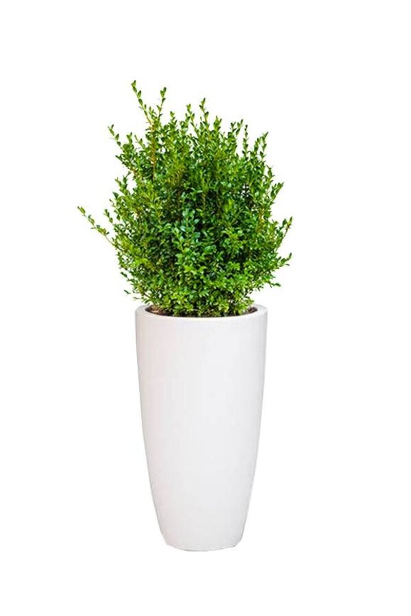 Buxus Sempervirens in reinem, weichem Weiß