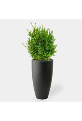 Buxus Sempervirens in Pure Soft Anthrazit