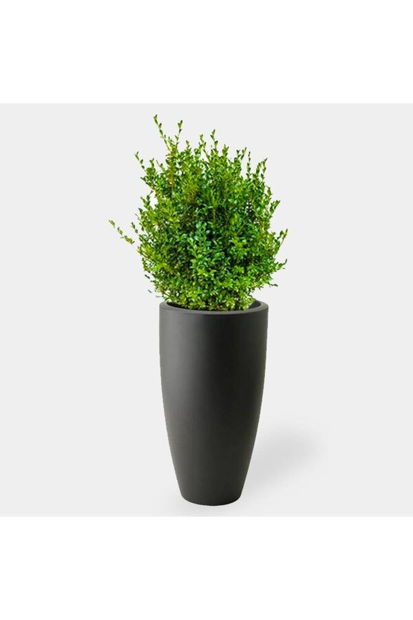 Buxus Sempervirens in Pure Soft Anthrazit
